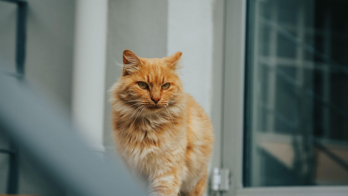 Los gatos naranjas juegan en otra liga genética y un estudio ha descubierto por qué