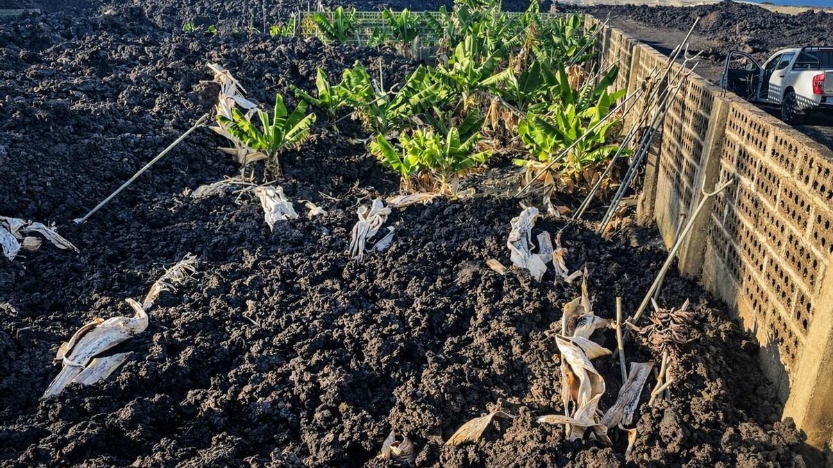 Trabajadores de la Tierra rechaza el “incomprensible” ataque de otras organizaciones a agrarias a los afectados del volcán