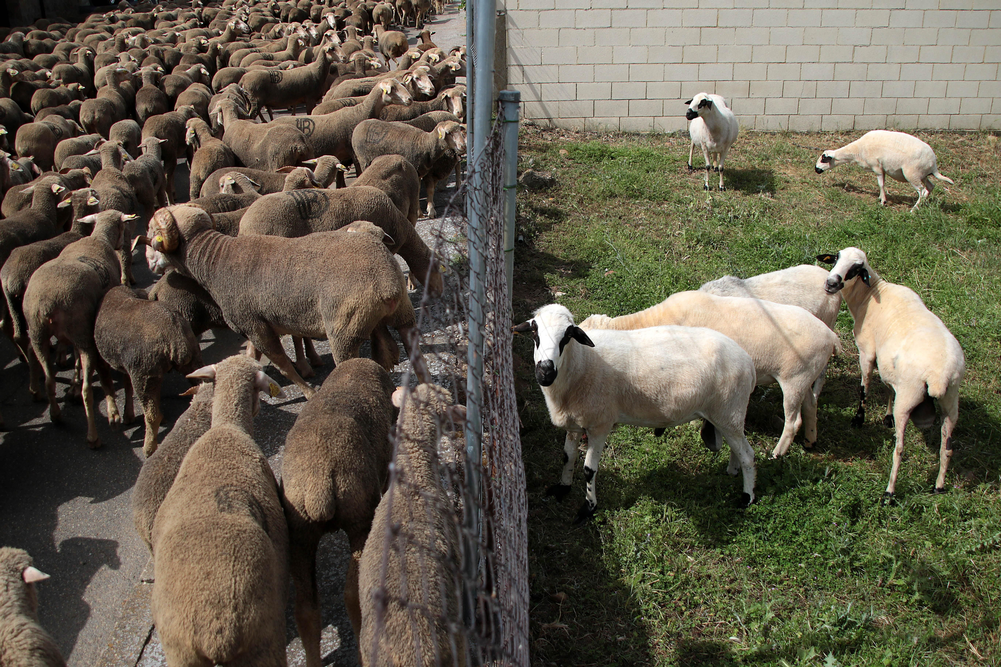 Ovejas merinas atraviesan la ciudad León para pasar el verano en el Puerto de Fontanales