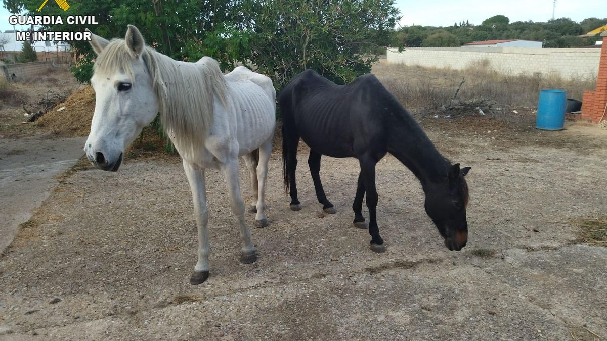Yeguas rescatadas de la perrera ilegal en Chiclana