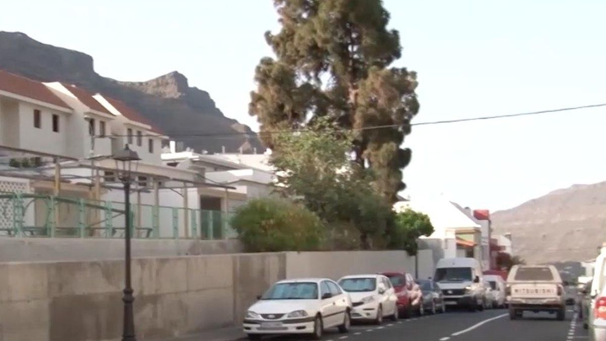 Imagen del pino centenario en el centro de Mogán