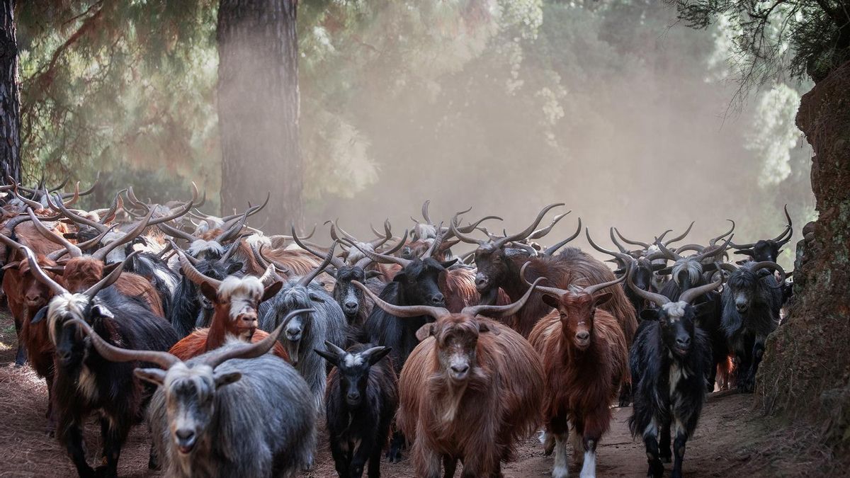 Rebaño de cabras de raza palmera.