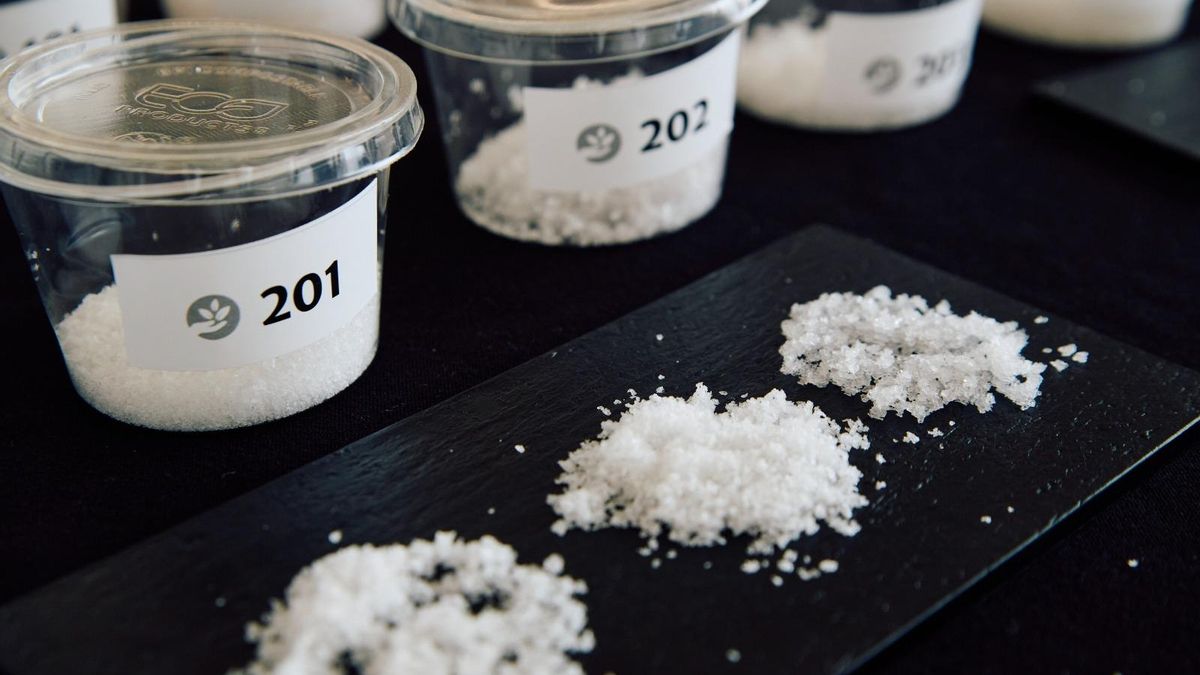 Doce sales marinas compiten en Lanzarote por convertirse en la mejor del Archipiélago