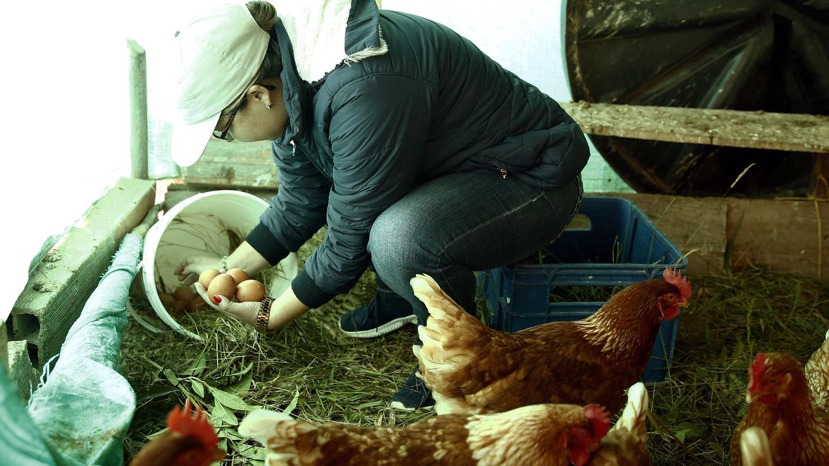 Imagen de archivo de huevos de gallinas sueltas en un gallinero. EFE/ Luis Eduardo Noriega