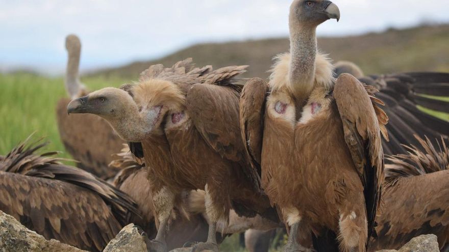 Esconderse y observar: Llegan a La Rioja los primeros 'hides' para disfrutar de la naturaleza con el máximo respeto