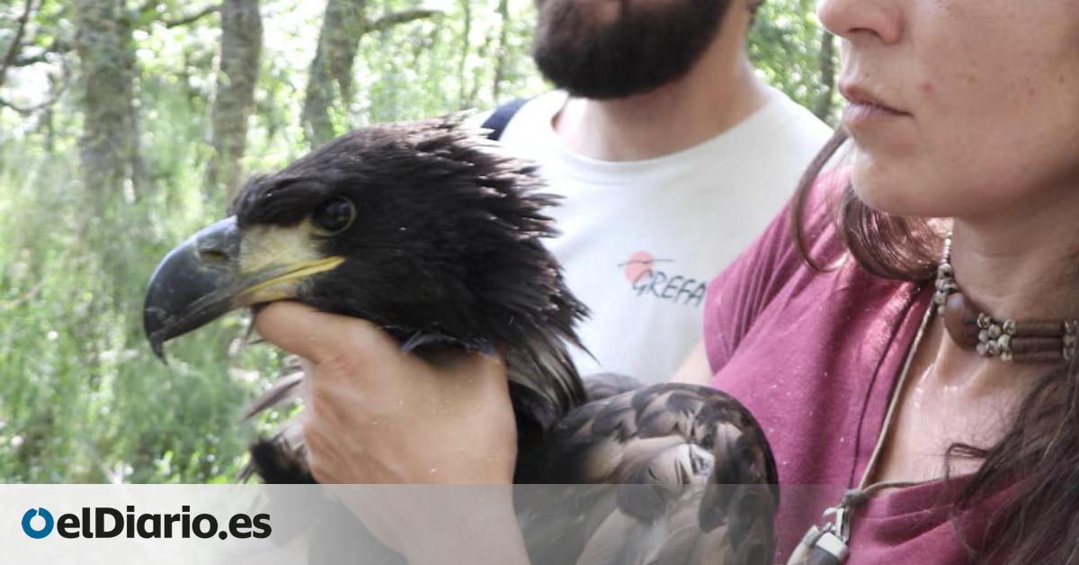 España celebra el nacimiento de un pigargo extinto desde el siglo XIX mientras crece la polémica sobre su reintroducción