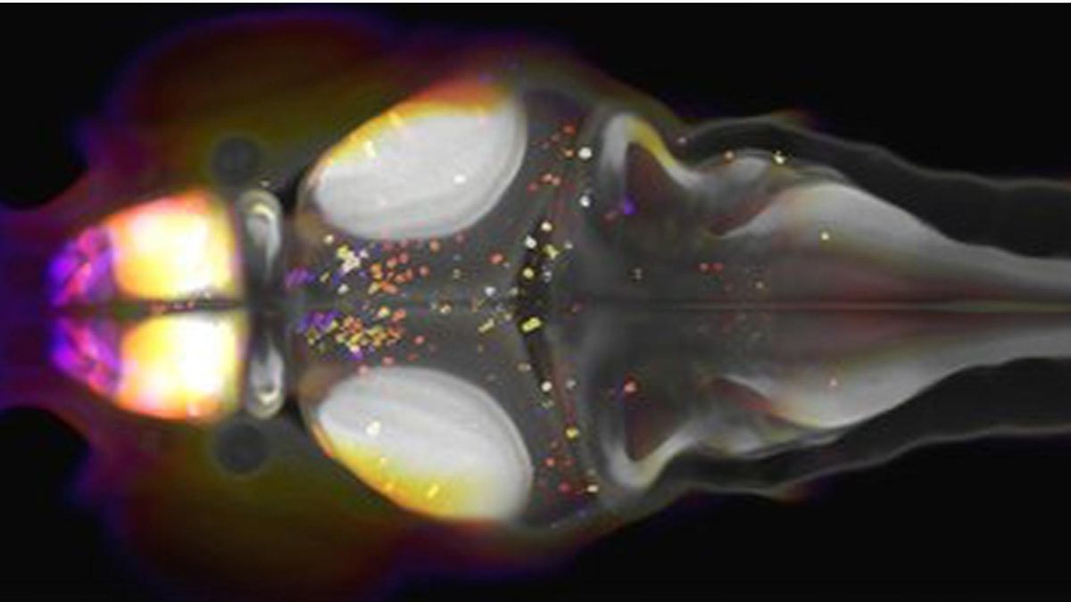 Un estudio sobre el sueño del pez cebra busca avances en el tratamiento del insomnio en humanos