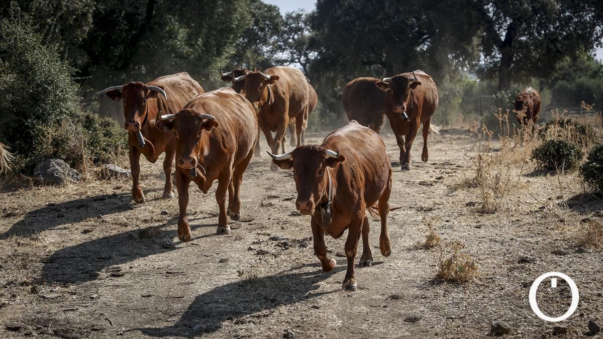 Vacas y ganado en la finca Las Albaidas
