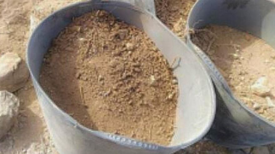 La plataforma Salvar La Tejita denuncia el trasplante "ilegal" de la viborina triste en el Puertito de Adeje