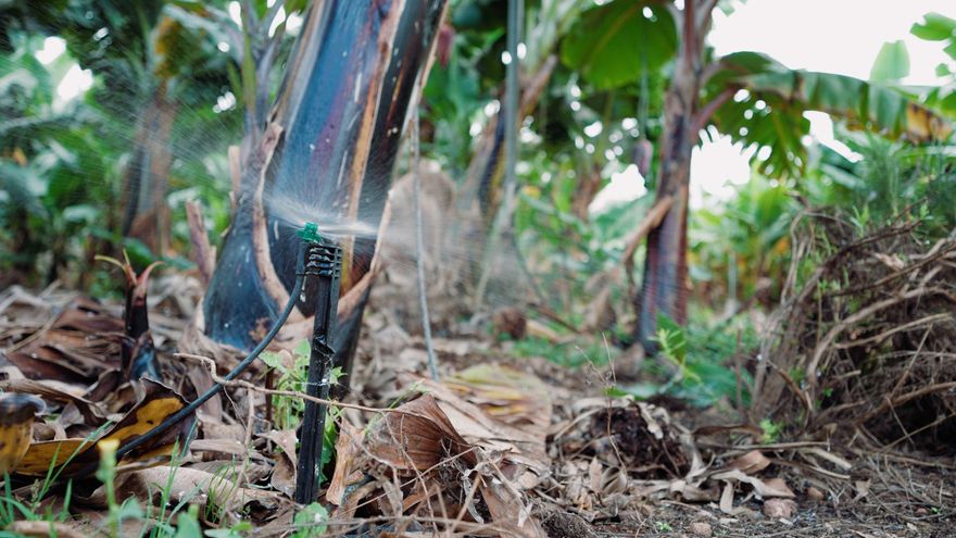 Riego en una plantación de plataneras.
