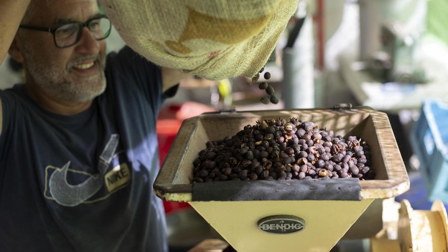 En la imagen, cultivo de café en la finca La Morreta
