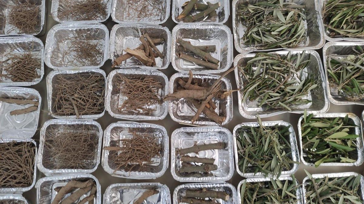 IAS-CSIC, Ifapa y UCO cuantifican la biomasa y la acumulación de carbono en olivos arbosana y picual