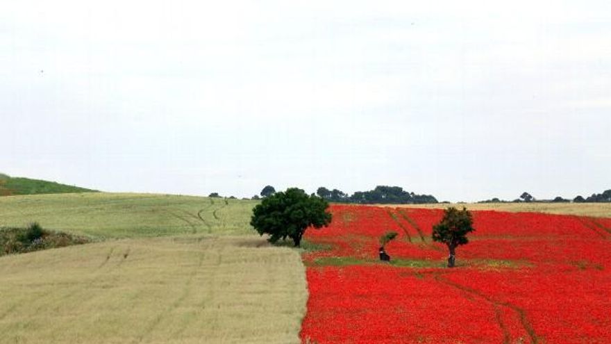 Rubén Cacho / ICAL Campo de amapolas en Castilla y León
