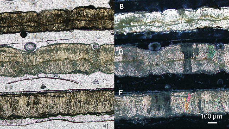 Cáscaras de los huevos de tortuga vistos con microscopio