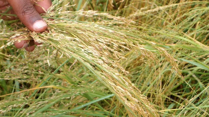 Imagen de archivo de un cereal importado de Etiopía dirigido al mercado de los celíacos porque no contiene gluten. EFE/Brágimo.