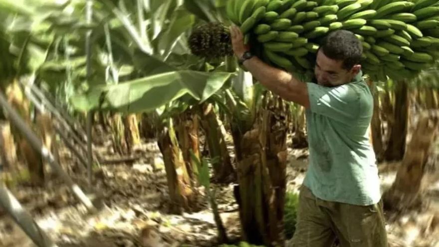El platanero canario recibe la peor noticia sobre el pago de su fruta: a 32 céntimos el kilo, un tercio de sus costes