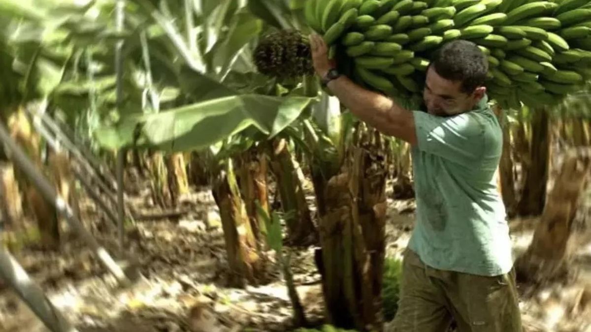El platanero canario recibe la peor noticia sobre el pago de su fruta: a 32 céntimos el kilo, un tercio de sus costes