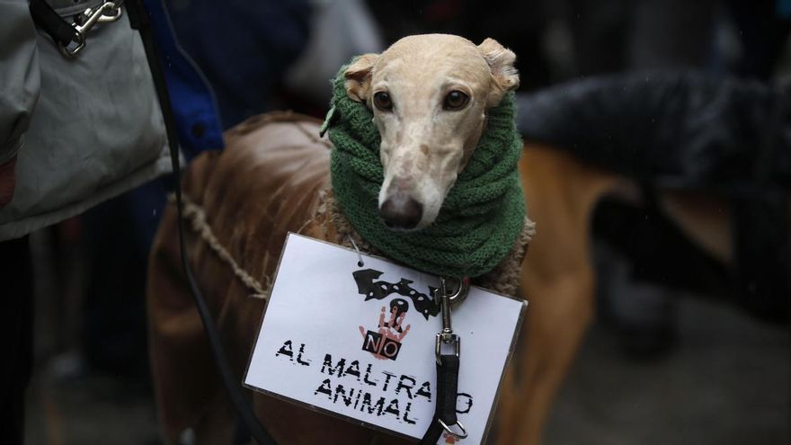Más del 80% de los perros y gatos que llegan a centros de acogida no están identificados con el chip obligatorio
