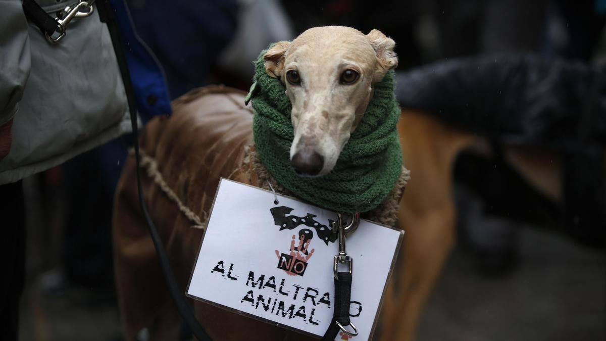 Más del 80% de los perros y gatos que llegan a centros de acogida no están identificados con el chip obligatorio