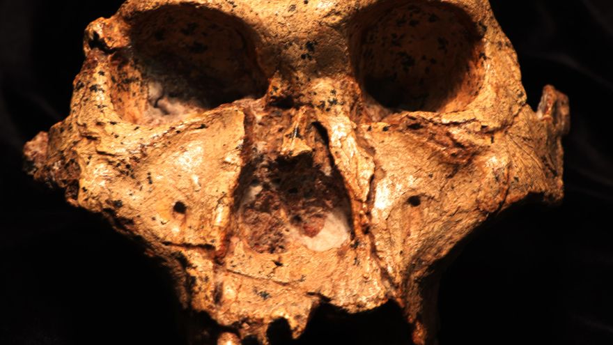 Las proteínas antiguas arrojan luz sobre Paranthropus robustus,un extinto pariente humano