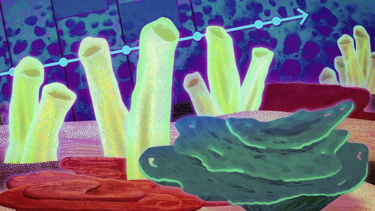 Ni peces ni gusanos: estos podrían haber sido los primeros animales en la Tierra, según un estudio