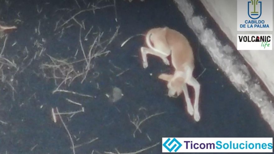 La agónica espera de los cuatro podencos cercados por la lava en La Palma mientras se retrasa su casi imposible operación de rescate