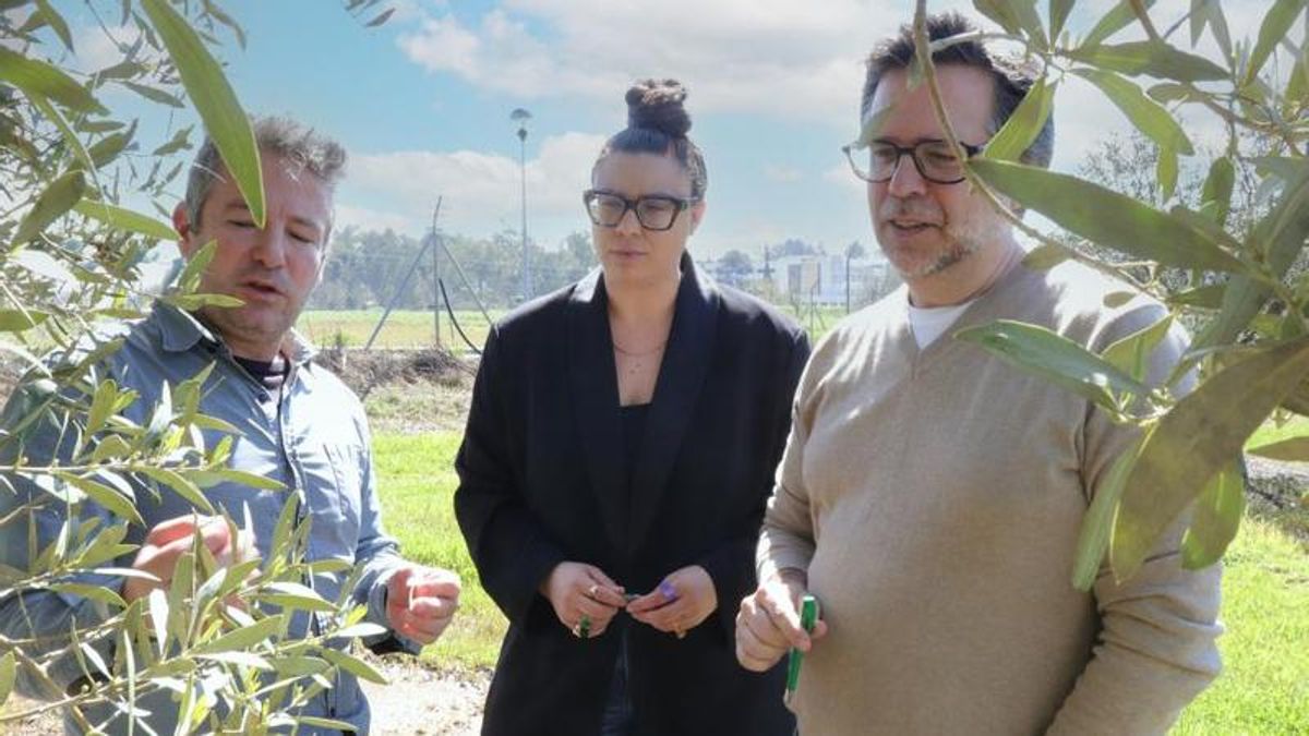 Descifran el genoma completo del hongo que causa una enfermedad en el olivo con pérdidas millonarias