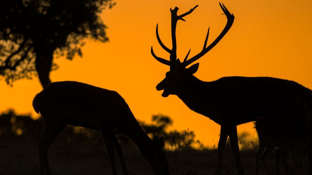 Monfragüe, uno de los mejores lugares para presenciar la berrea.