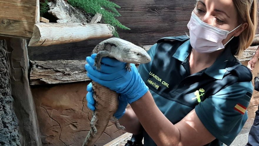 Uno de los animales incautados en la finca de Gran Canaria
