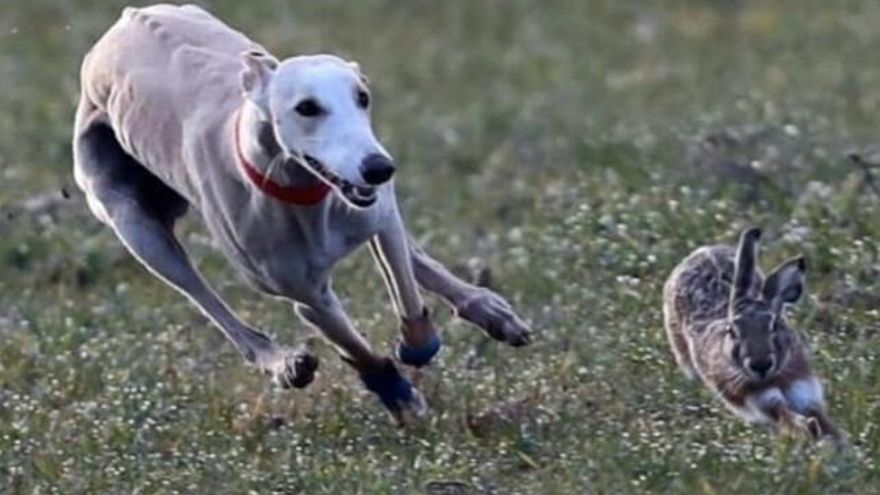 Chaparra de Triki durante la competición.
