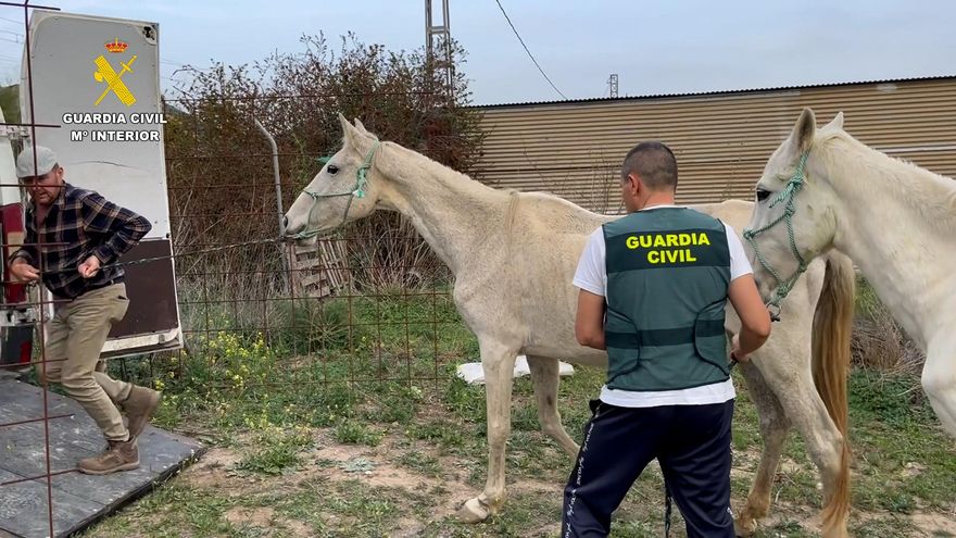 Rescatados cerca de 200 animales maltratados en una operación con 42 investigados en Málaga