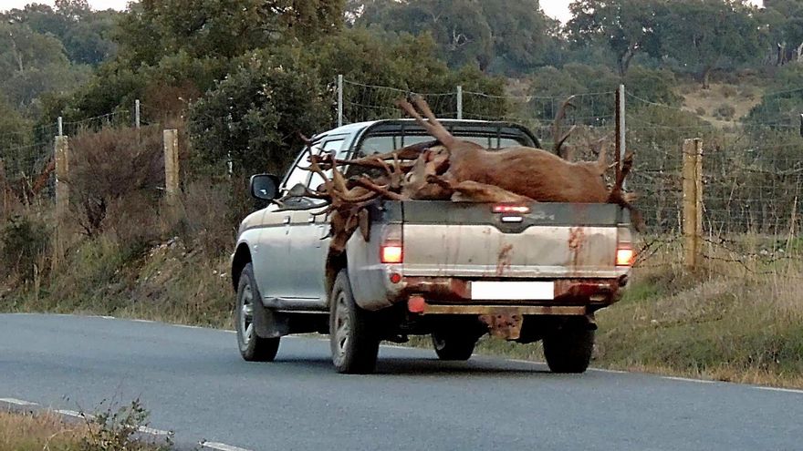 La muerte "sin criterio selectivo" de 40 ciervos y jabalíes en Monfragüe llega a la Fiscalía
