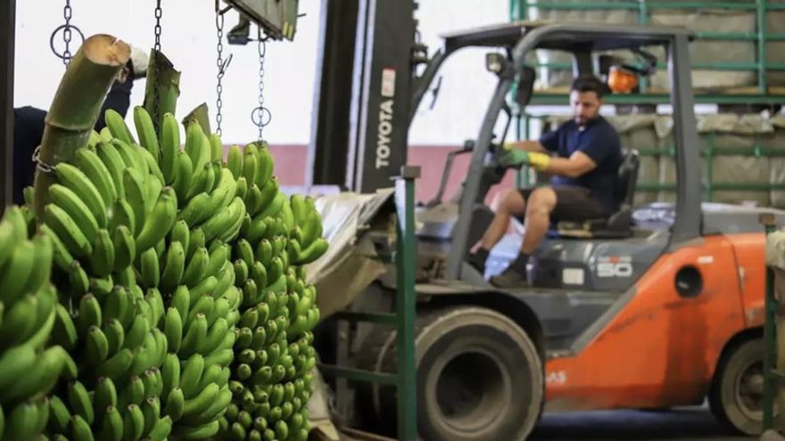 Debacle de precios del plátano: la cotización en verde cae el 33% en tres semanas en la Península