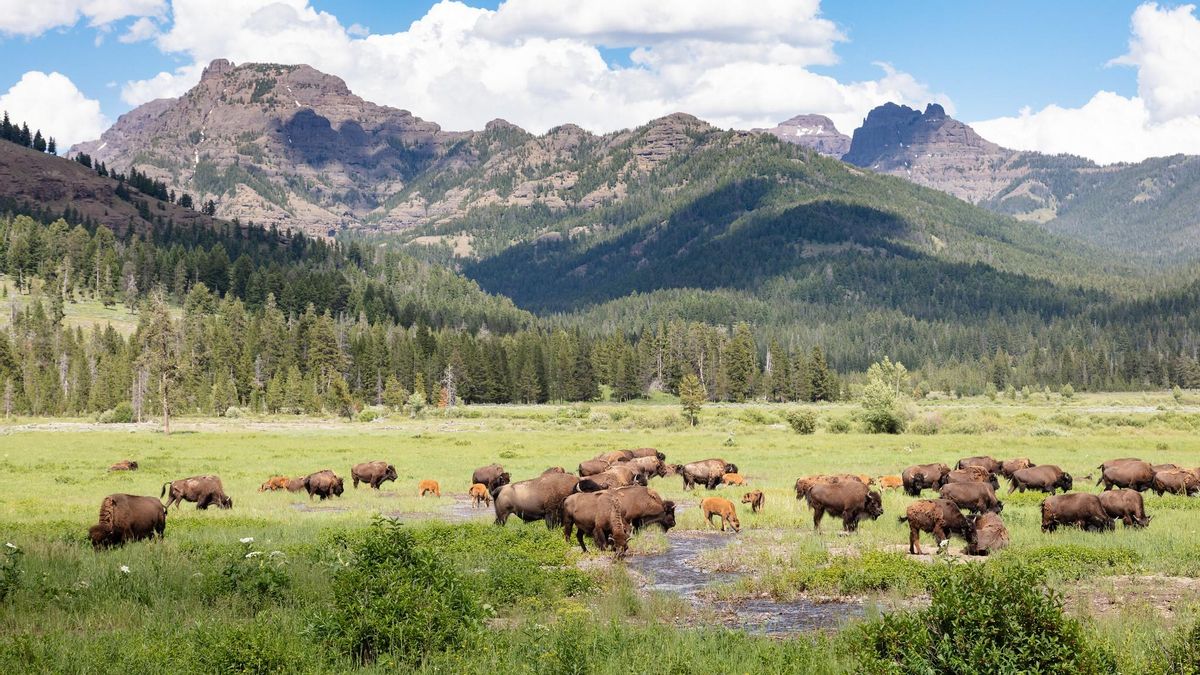 El Smithsonian abrió muestras sobre la historia del animal