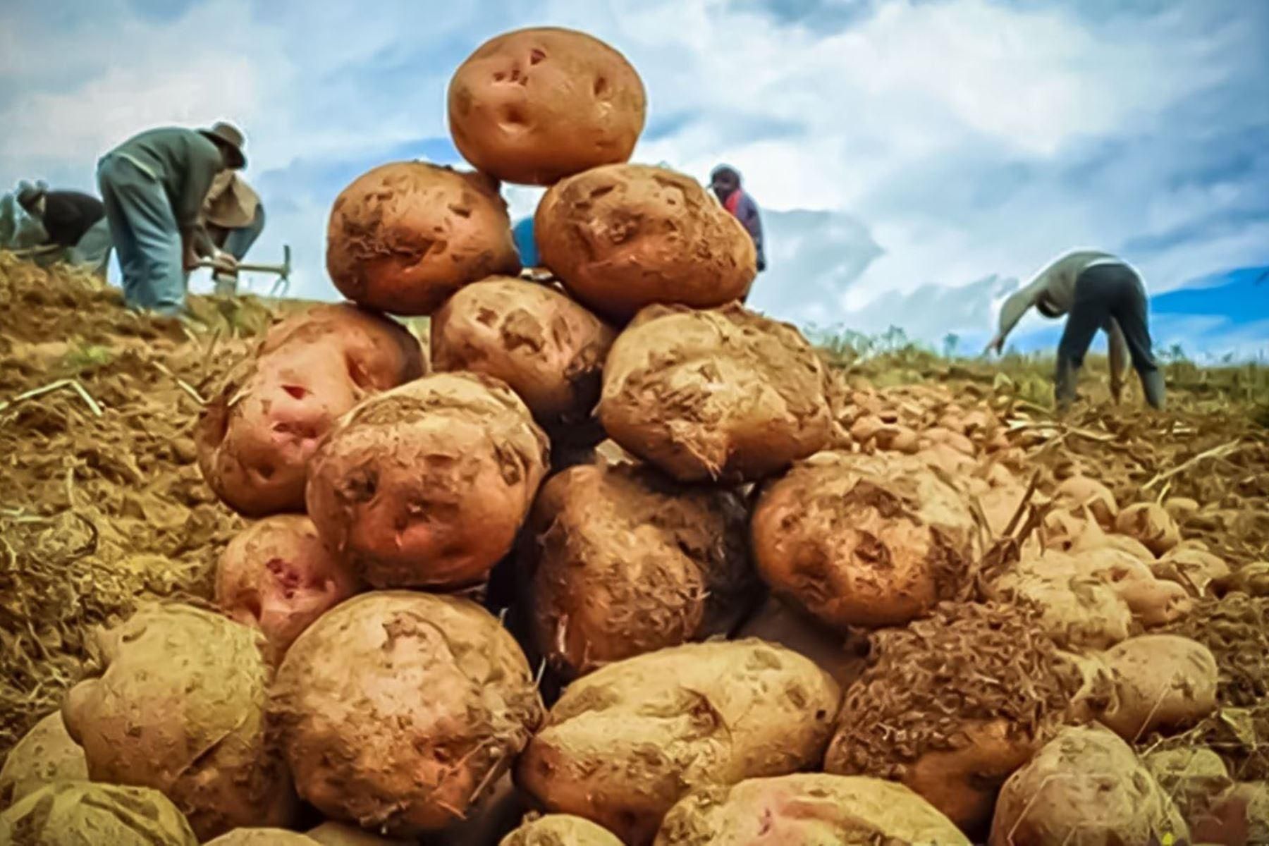 Las sequías exacerbadas ponen en riesgo las cosechas y la seguridad alimentaria. Foto: Agencia Andina