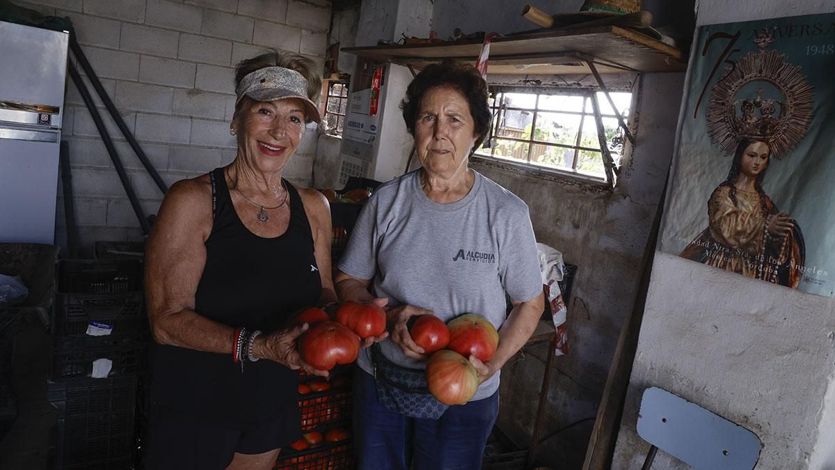 Tomate rosa de Alcolea