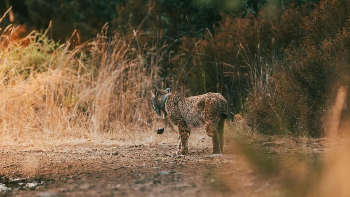 Hembra de lince ibérico en Sierra Morena Oriental