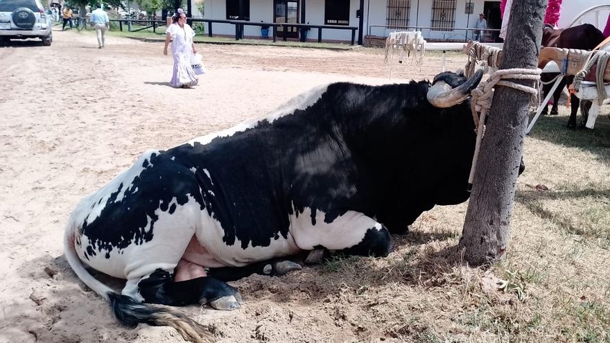 Las muertes de animales en El Rocío se acercan a las peores cifras de la historia