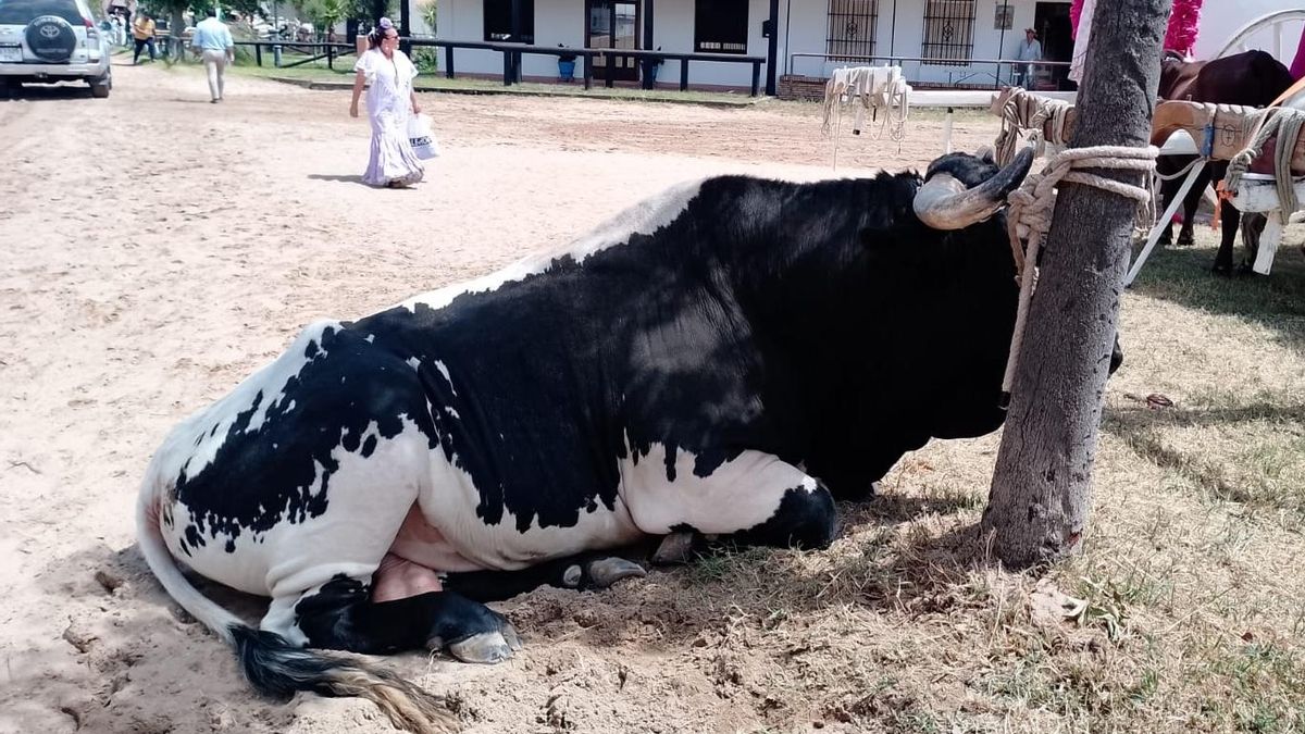 Las muertes de animales en El Rocío se acercan a las peores cifras de la historia