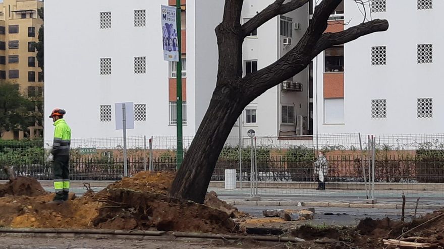 Comienzan a arrancar árboles por la ampliación del tranvía en Sevilla entre demandas para conocer su suerte final