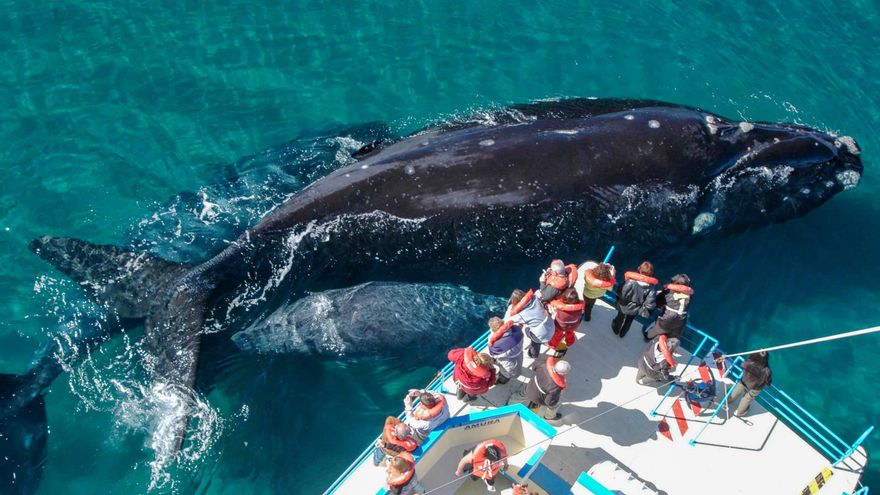 Chubut florece en primavera: pingüinos, ballenas y tulipanes en la Patagonia argentina
