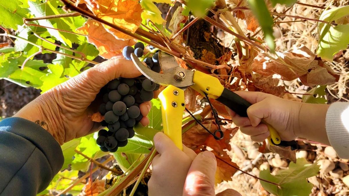 Varias generaciones de Melgar de Abajo miman su variedad negro saurí.