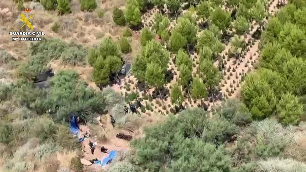 Un vuelo rutinario de la Guardia Civil permite desmantelar una extensa plantación de marihuana camuflada entre pinares en La Rioja
