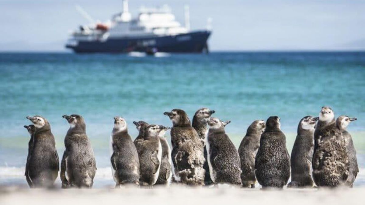 La fauna en las Islas Malvinas se vería afectada por la explotación de petróleo. Foto: cortesía Oceanwide Expeditions