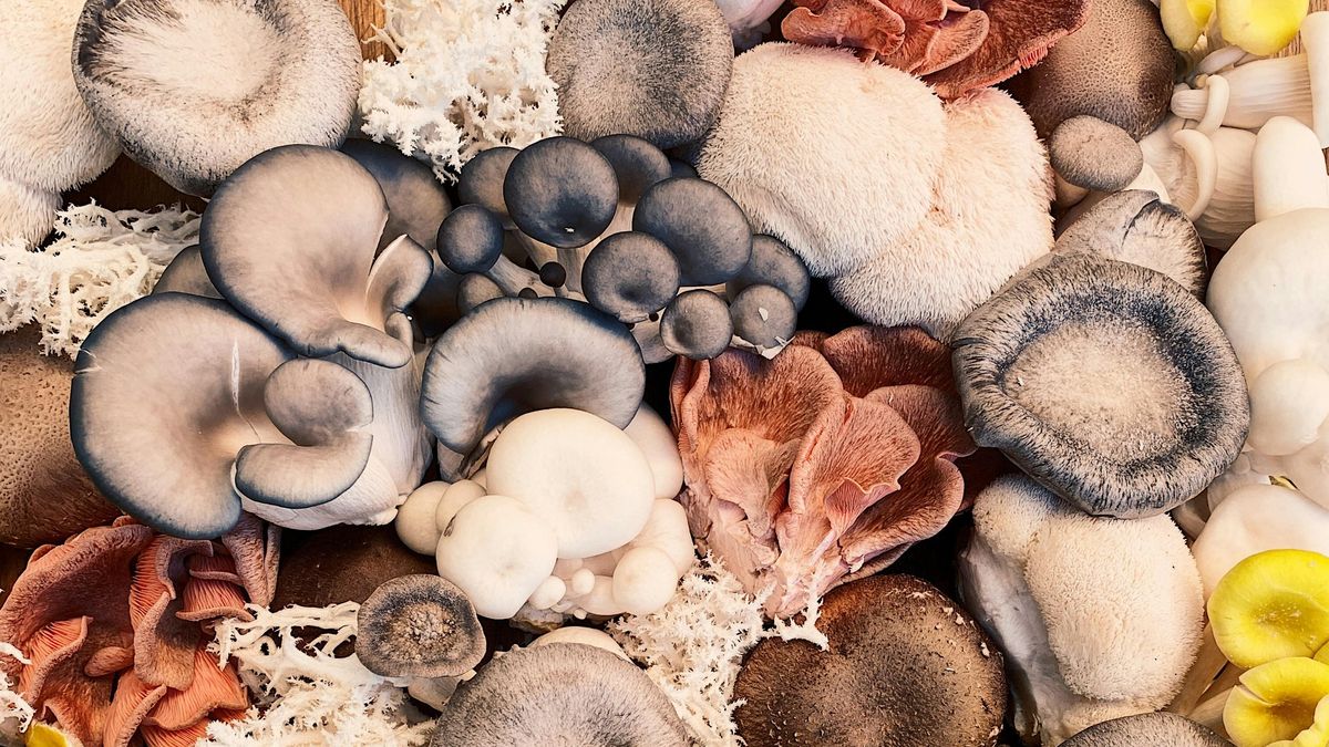 En casa, las condiciones adecuadas incluyen una temperatura aproximada de unos 20 grados.