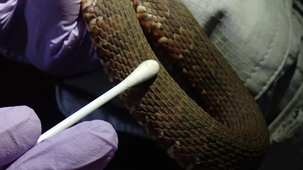 Una de las serpientes analizadas en el estudio