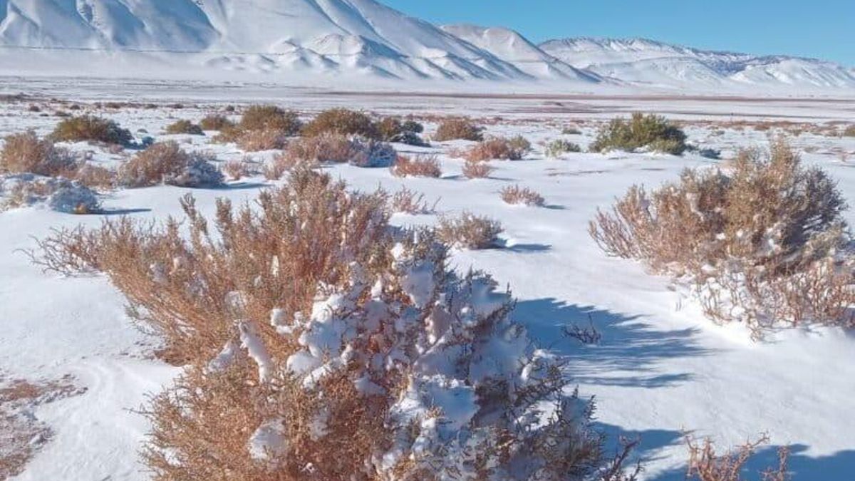 El desierto de la Puna salteña es una zona de estrés hídrico y alta amplitud térmica, con temperaturas estivales que pueden alcanzar los 40 °C y mínimas invernales nocturnas de hasta -40 °C. Foto: obtenida por Mongabay Latam
