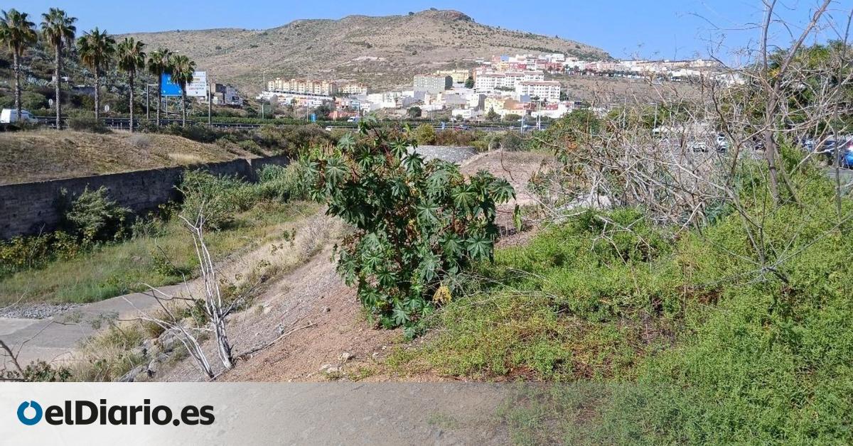 Las Palmas de Gran Canaria Establishes Shelters to Protect the Endemic Lizard within the Tamaraceite Green Corridor