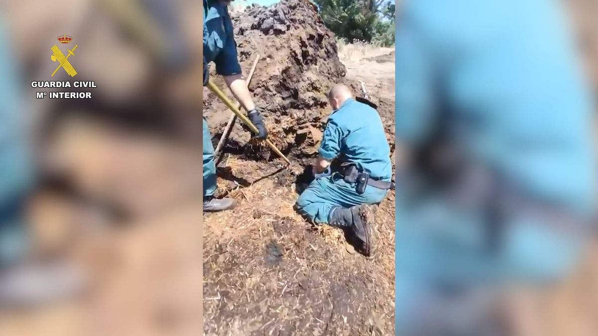 Detenido en Toledo por abatir a cinco perros con una escopeta de caza