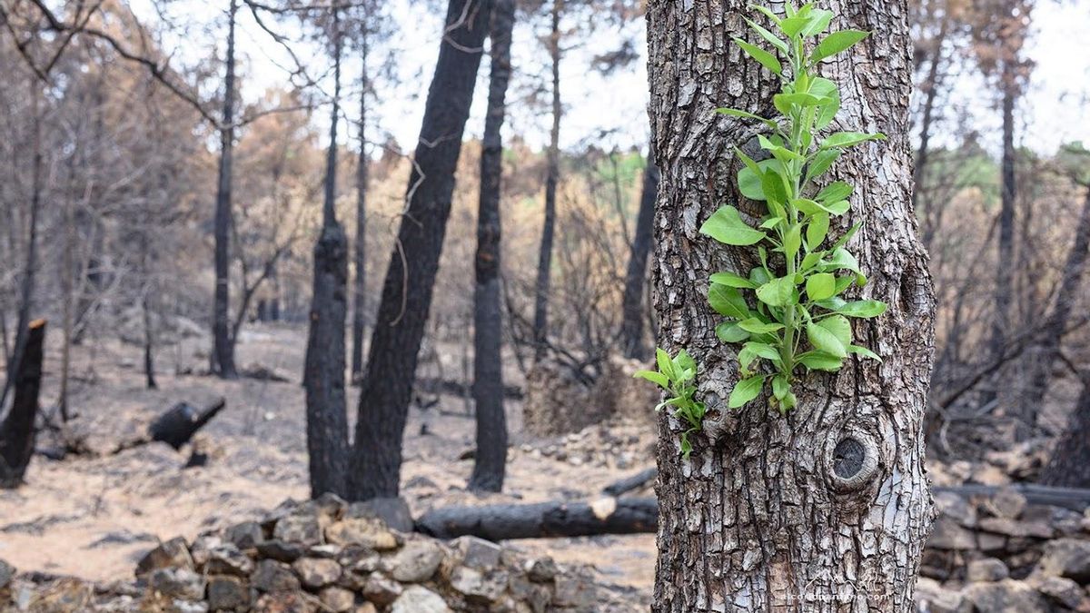 Entre las cenizas y la esperanza: la lenta recuperación de la Sierra Norte de Guadalajara tras el incendio de La Mierla